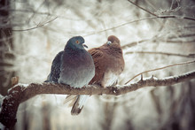 Pigeons Sitting On Tree Branch Snuggling To Each Other In Winter