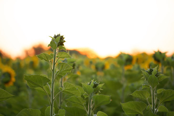 Canvas Print - Beautiful sunflowers field