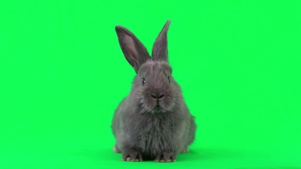 Canvas Print - Rabbit on green screen