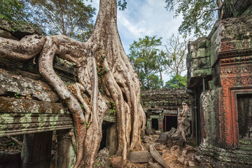 Fototapete - Ancient ruins and tree roots, Ta Prohm temple, Angkor, Cambodia