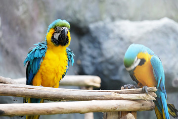 Wall Mural - Lovely macaws on the branch