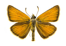Essex Skipper Butterfly
