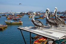 Peruvian Pelicans In Arica