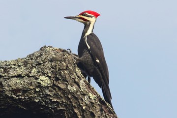 Sticker - Pileated Woodpecker (Dryocopus pileatus)