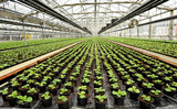 Interior of a commercial greenhouse