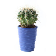 A Cactus On White Background