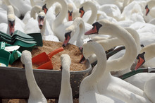 Swans Feeding At Abbotsbury Swannery In Dorset