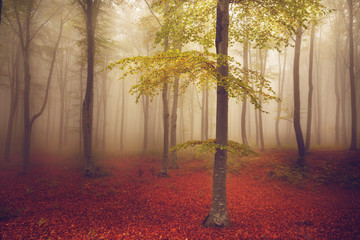 Poster - Tree with red leaves during a foggy day in fall
