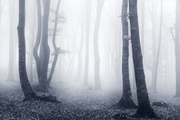 Blue light in elegant forest with mist