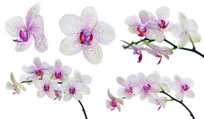 Wall Mural - collection of isolated light orchid flowers in pink spots