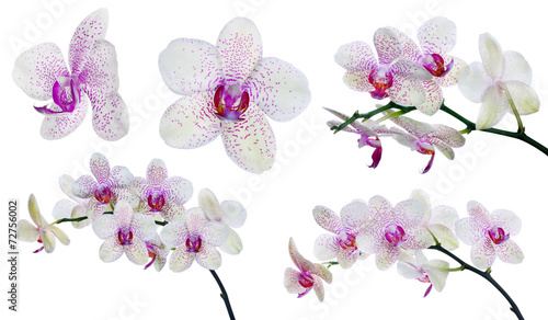 Naklejka na szybę collection of isolated light orchid flowers in pink spots