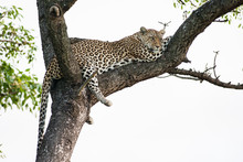 A Large Wild Leopard Resting In A Large Marula Tree