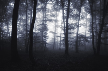 Wall Mural - edge of the forest with glowing light and fog