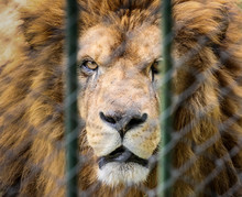 Lion In The Zoo Behind The Fence