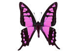 Fototapeta Motyle - black and pink butterfly
