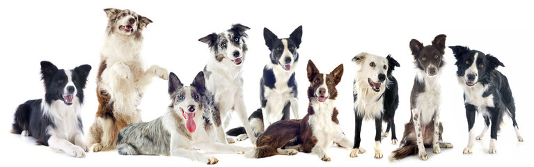 Sticker - border collies