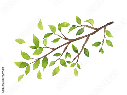 緑の葉がついた木の枝 水彩イラスト Stock Illustration Adobe Stock
