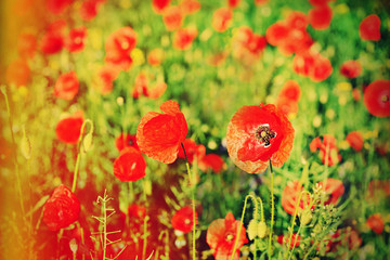 Canvas Print - Poppy flowers outdoors