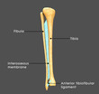 © 7activestudio - Syndesmosis between Fibula and tibia