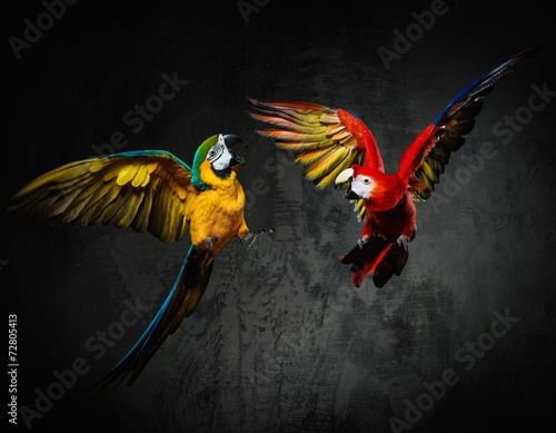 Dekoracja na wymiar  dwie-kolorowe-papugi-walcza