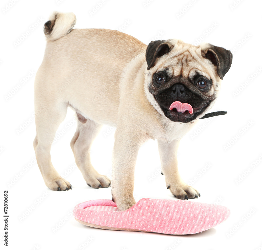 Funny, cute and playful pug dog with slipper isolated on white