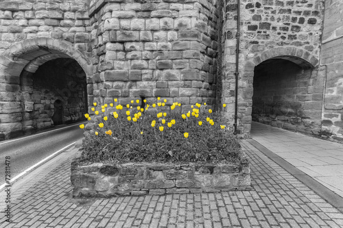 Naklejka na drzwi Yellow Tulips