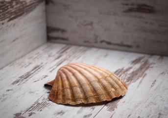 Scallop shell on wooden background