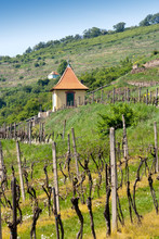 Vineyards Velke Zernoseky, Porta Bohemica, Czech Republic