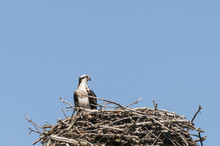 Proud Osprey In The Nest