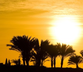 Poster - Sunset and Palms