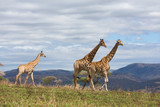 Fototapeta Sawanna - african giraffes