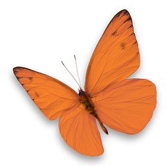 Wall Mural - Orange butterfly