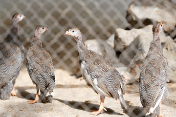 small turkey at the zoo