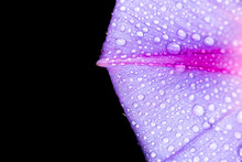 Drops Of Water On Purple Flower