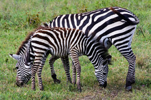 Zebra And Foal Grazing