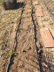 Wall Mural - seedlings and drip irrigation system