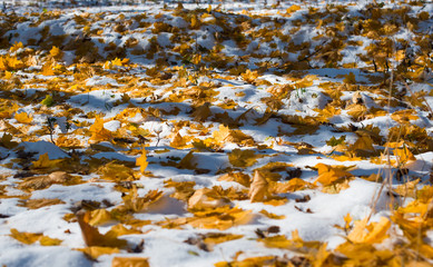 Wall Mural - autumn leaves in the snow