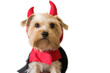 Little dog with a fancy dress devil