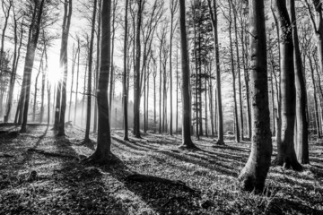 Poster - forest - black and white photography