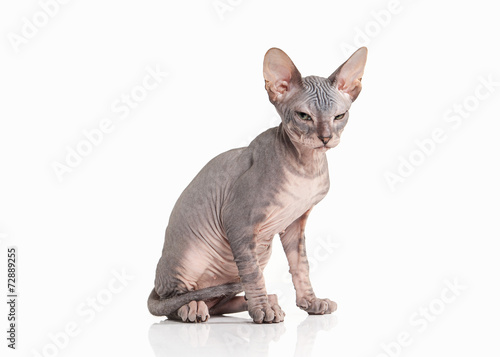 don sphynx kitten