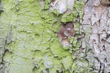 Old Oak Coarse Bark Texture