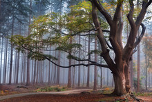 Big Beech Tree In Foggy Forest