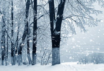 Wall Mural - Winter nature, alley in park