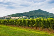 Hungarian Vineyard Estate