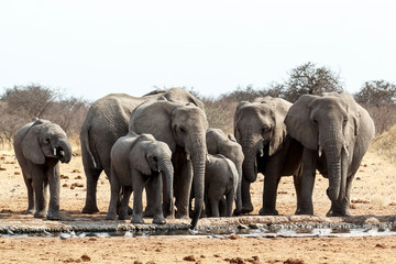 Wall Mural - a herd of african elephants drinking at a muddy waterhole