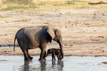 Wall Mural - african elephants with baby elephant drinking at waterhole