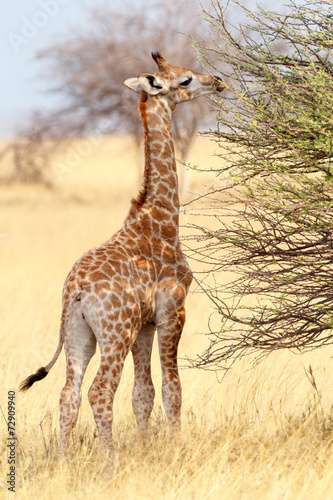 Tapeta ścienna Młody ładny żyrafa w parku narodowym etosha