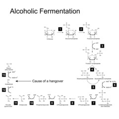 Sticker - Chemical scheme of alcoholic fermentation metabolic pathway