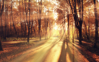 light rays fall landscape trees