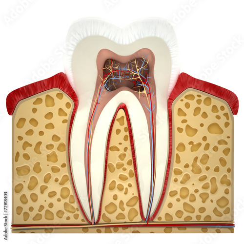 Fototapeta do kuchni Human tooth cross-section (3d model)